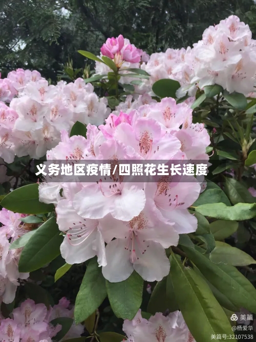 义务地区疫情/四照花生长速度