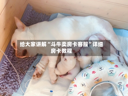 给大家讲解“斗牛卖房卡客服”详细房卡教程-第2张图片