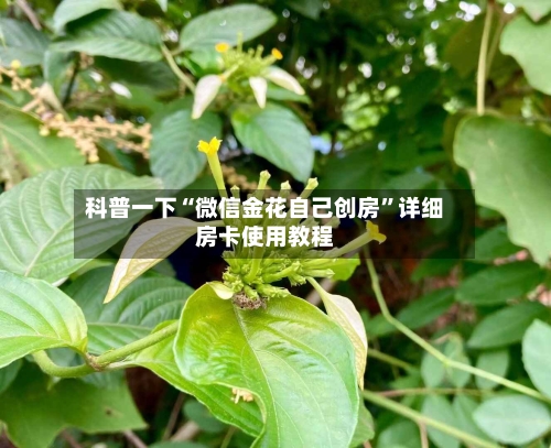 科普一下“微信金花自己创房”详细房卡使用教程
