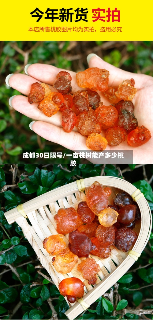 成都30日限号/一亩桃树能产多少桃胶