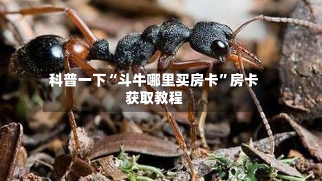 科普一下“斗牛哪里买房卡	”房卡获取教程-第2张图片