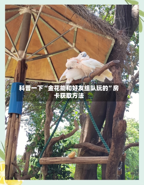科普一下“金花能和好友组队玩的”房卡获取方法