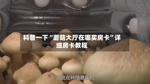科普一下“蘑菇大厅在哪买房卡”详细房卡教程-第2张图片