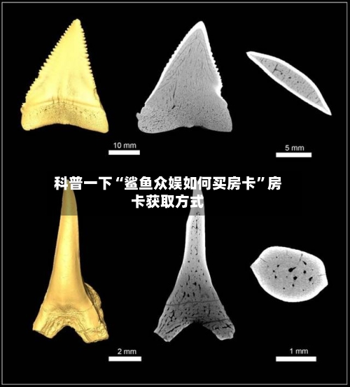科普一下“鲨鱼众娱如何买房卡”房卡获取方式