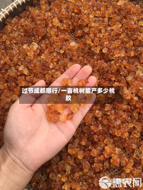 过节成都限行/一亩桃树能产多少桃胶-第2张图片