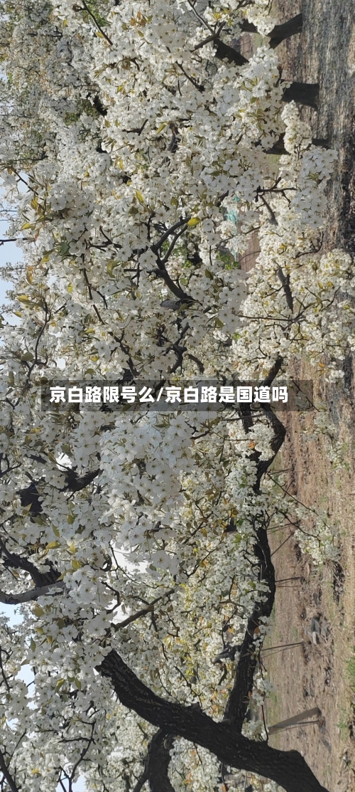 京白路限号么/京白路是国道吗