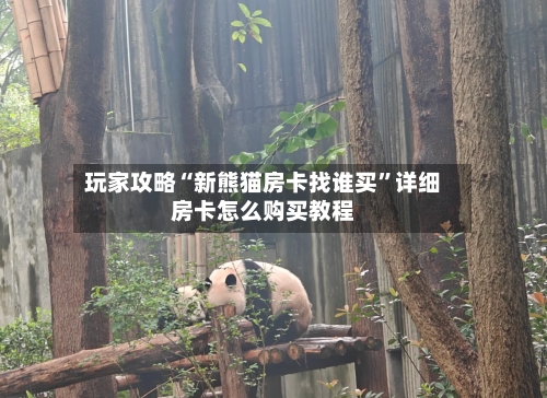 玩家攻略“新熊猫房卡找谁买”详细房卡怎么购买教程
