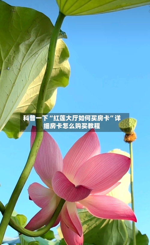 科普一下“红莲大厅如何买房卡	”详细房卡怎么购买教程-第2张图片