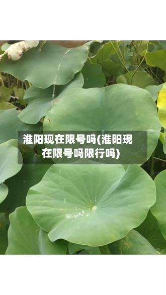 淮阳现在限号吗(淮阳现在限号吗限行吗)