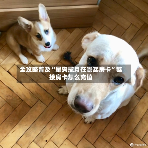 全攻略普及“星狗揽月在哪买房卡”链接房卡怎么充值-第2张图片