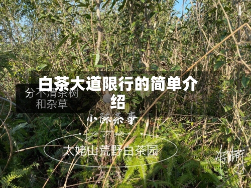 白茶大道限行的简单介绍-第2张图片