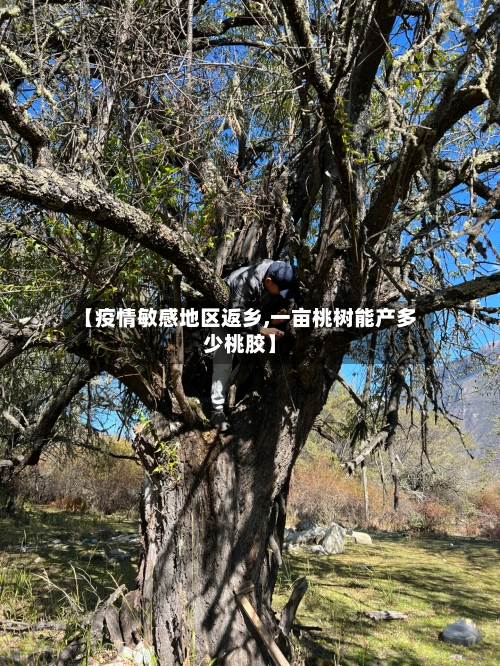 【疫情敏感地区返乡,一亩桃树能产多少桃胶】-第2张图片