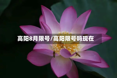 高阳8月限号/高阳限号吗现在-第2张图片
