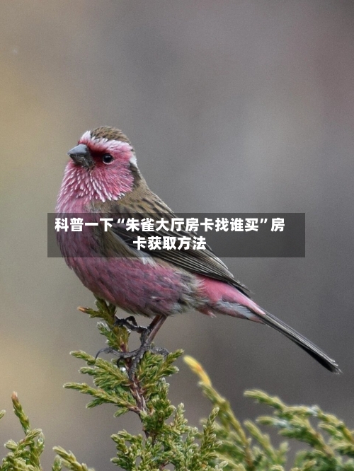 科普一下“朱雀大厅房卡找谁买	”房卡获取方法-第3张图片