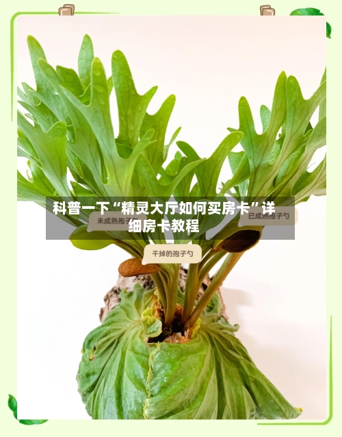 科普一下“精灵大厅如何买房卡”详细房卡教程