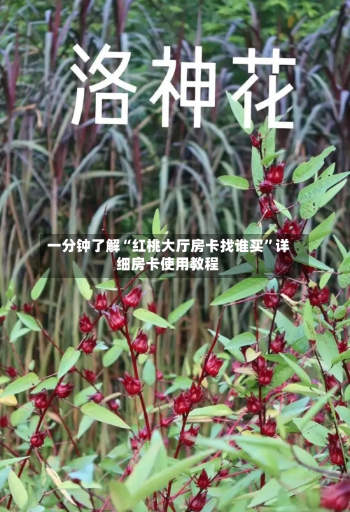 一分钟了解“红桃大厅房卡找谁买”详细房卡使用教程