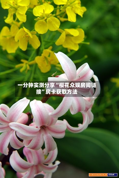 一分钟实测分享“樱花众娱房间链接”房卡获取方法