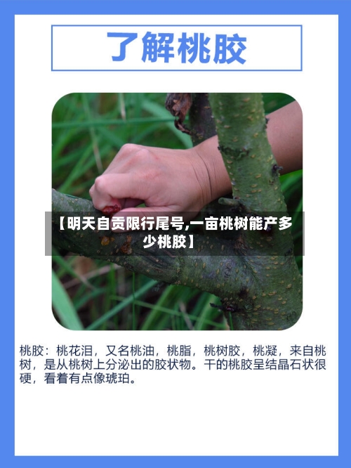 【明天自贡限行尾号,一亩桃树能产多少桃胶】