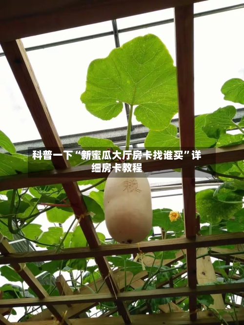 科普一下“新蜜瓜大厅房卡找谁买”详细房卡教程-第2张图片