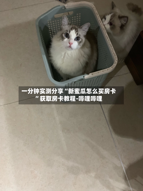一分钟实测分享“新蜜瓜怎么买房卡”获取房卡教程-哔哩哔哩-第3张图片