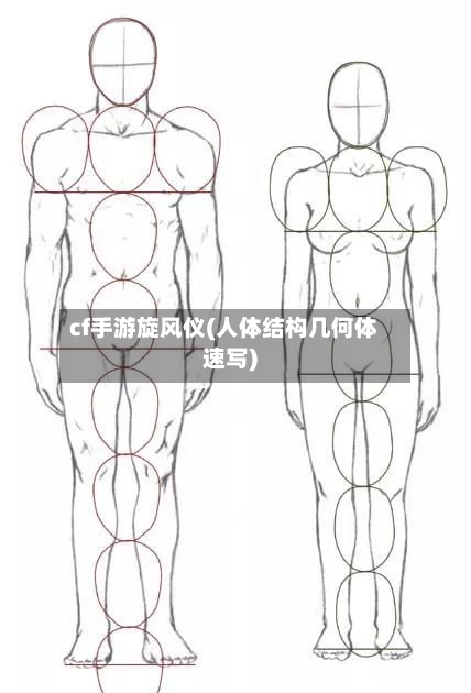 cf手游旋风仪(人体结构几何体速写)
